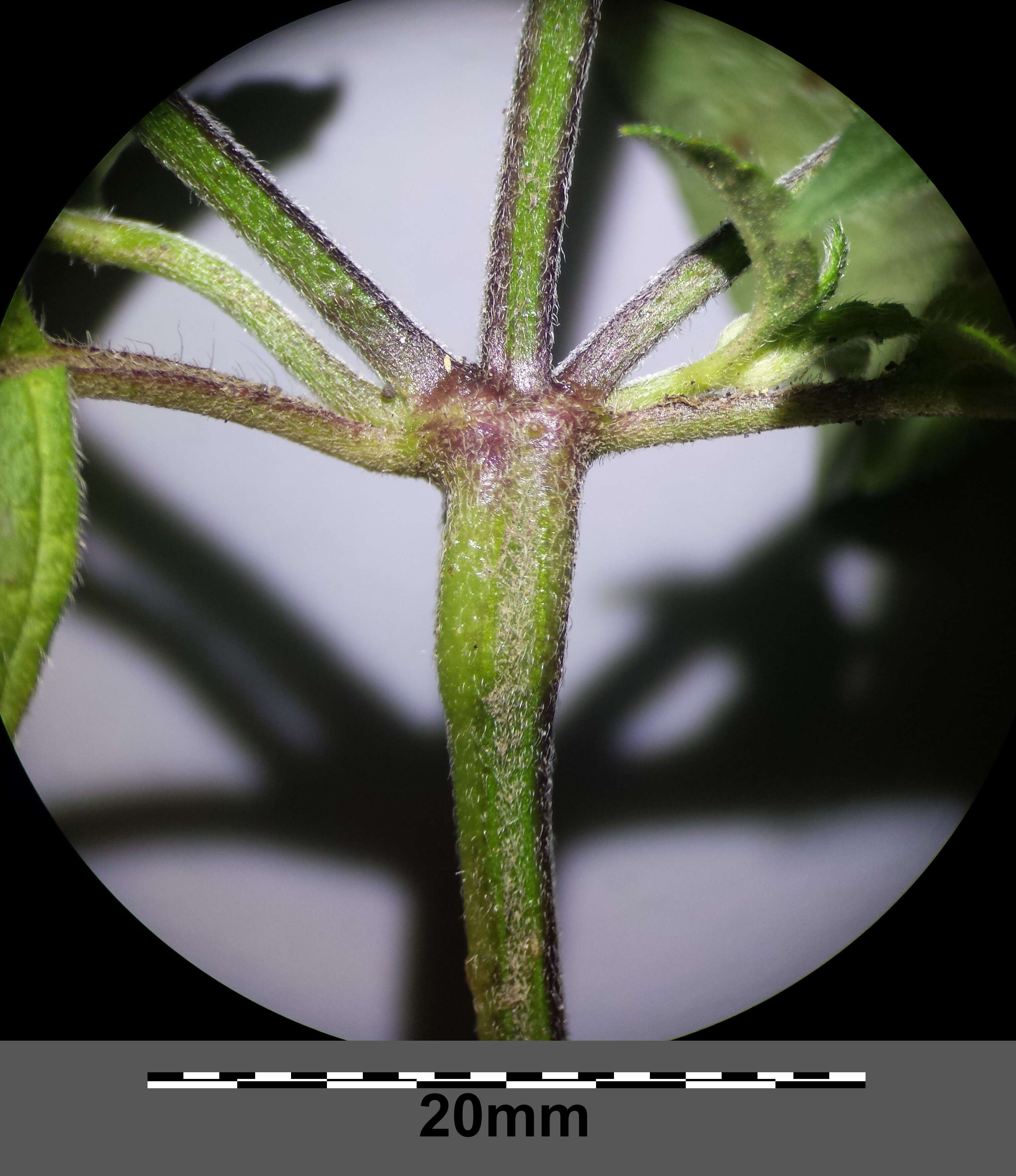 Image of Downy Hemp Nettle