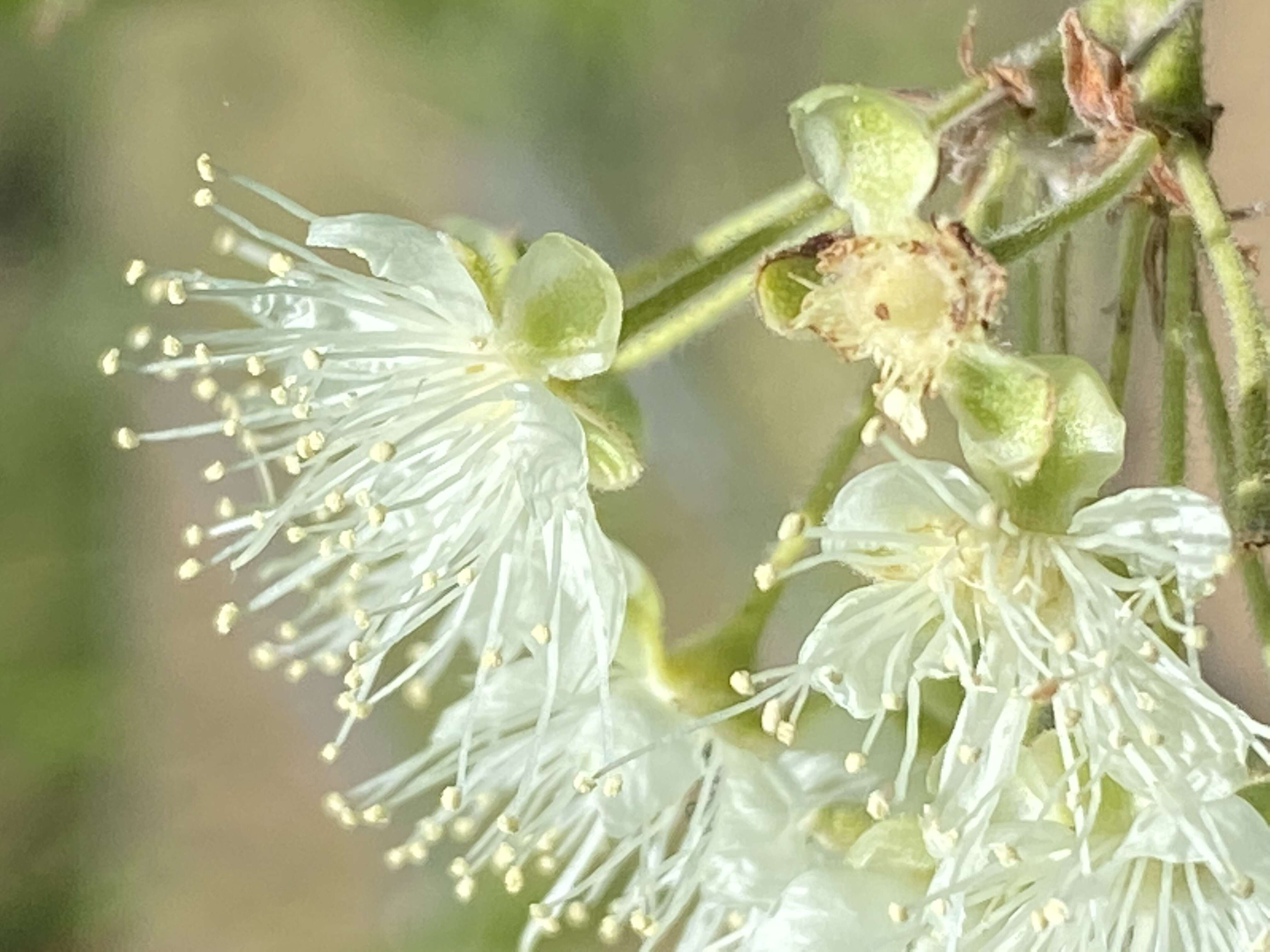 Image of Lemon Myrtle