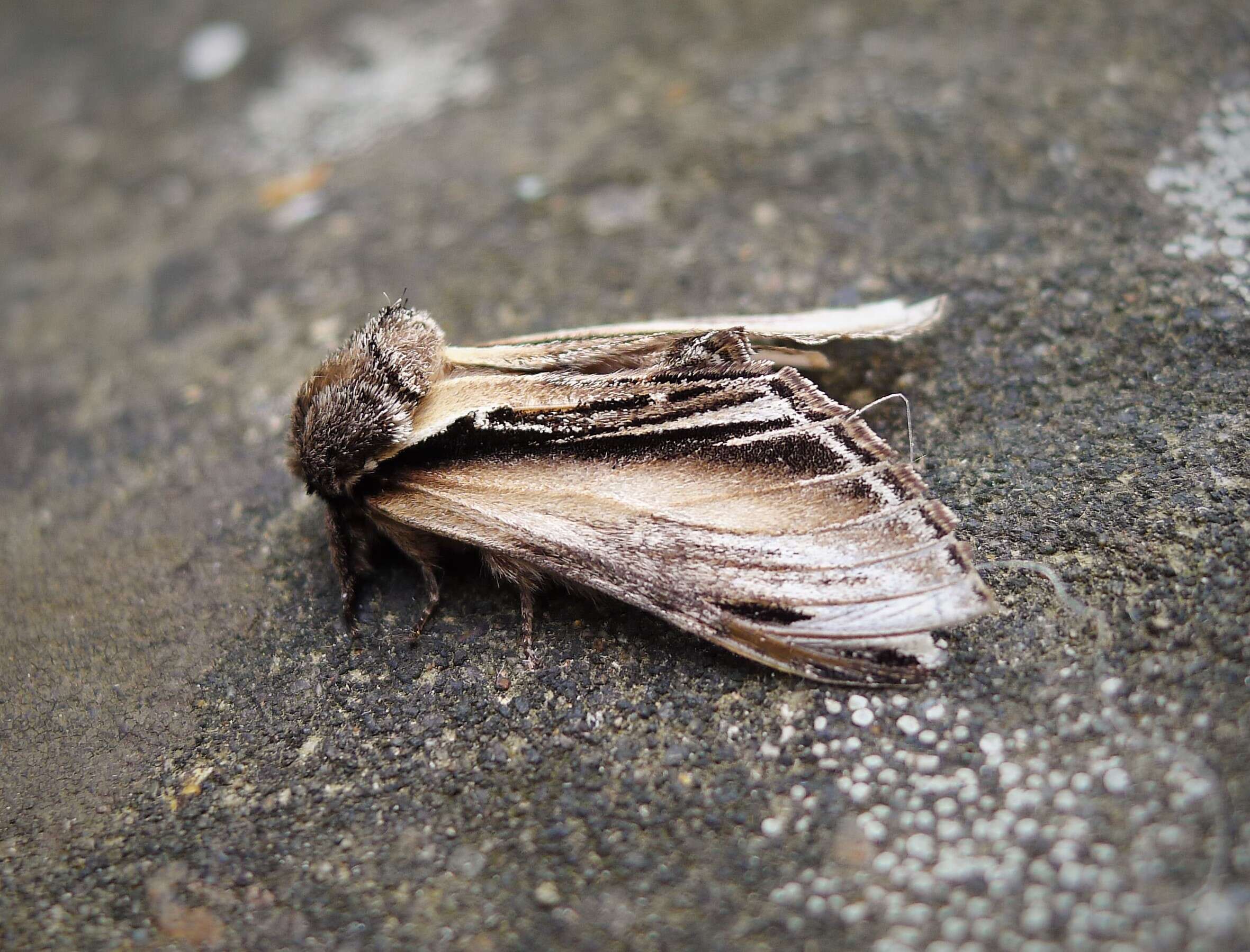 Image of Greater Swallow Prominent