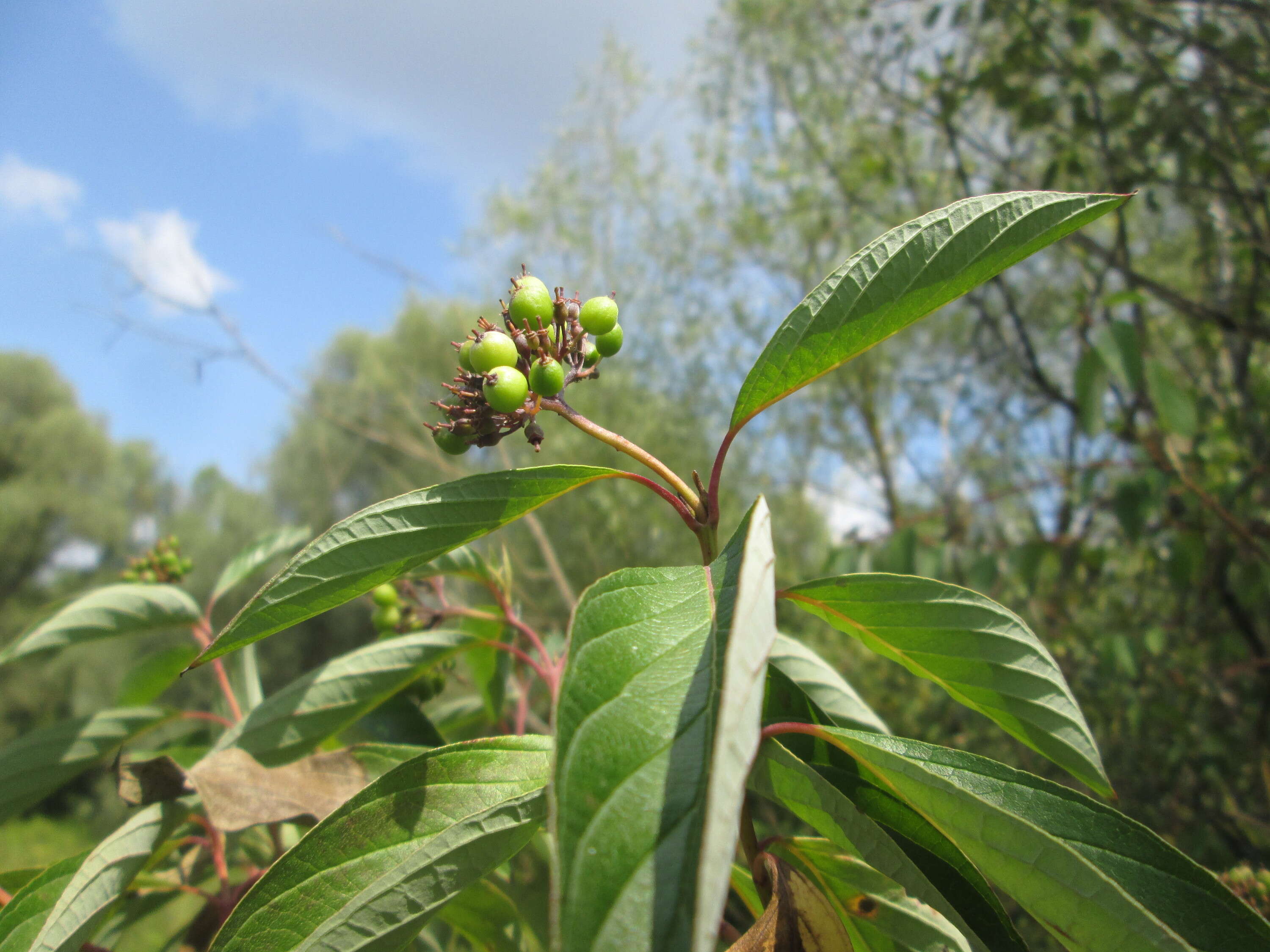 Image of redosier dogwood