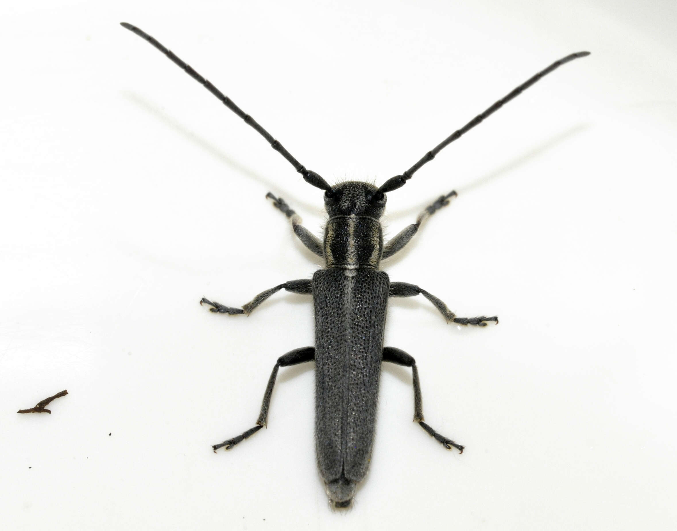 Слика од Phytoecia nigricornis (Fabricius 1782)