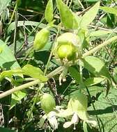 Слика од Silene baccifera (L.) Roth