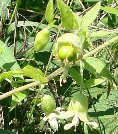 Imagem de Silene baccifera (L.) Roth