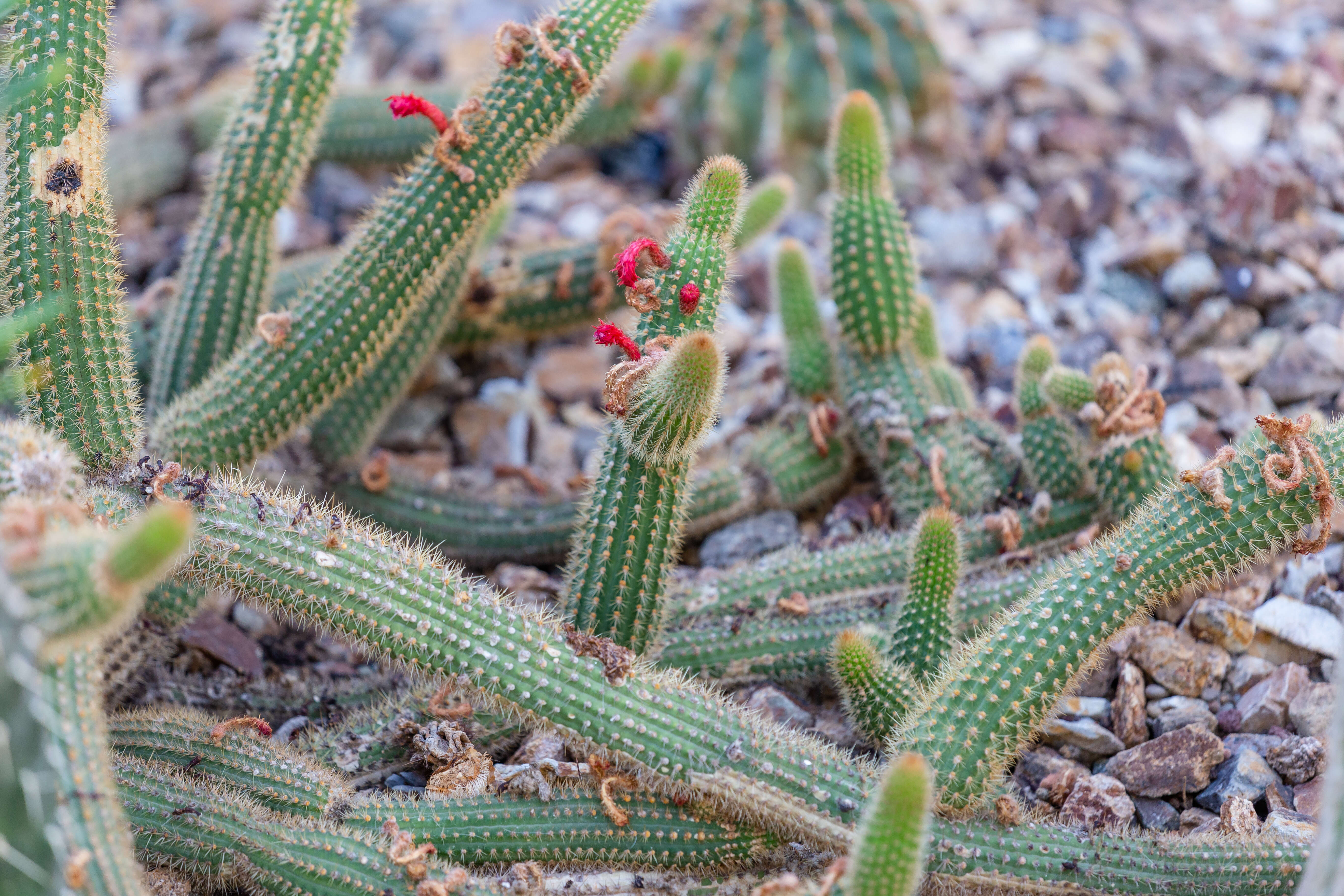 Image of Cleistocactus samaipatanus (Cárdenas) D. R. Hunt