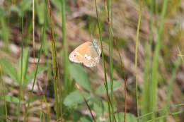 Image of Common Ringlet