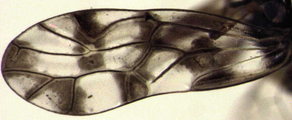 Image of Propsocus