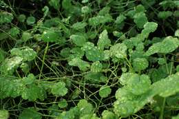 Imagem de Hydrocotyle sibthorpioides Lam.