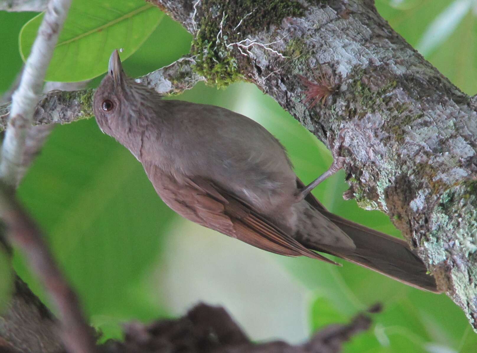 Image of Pale-breasted Thrush