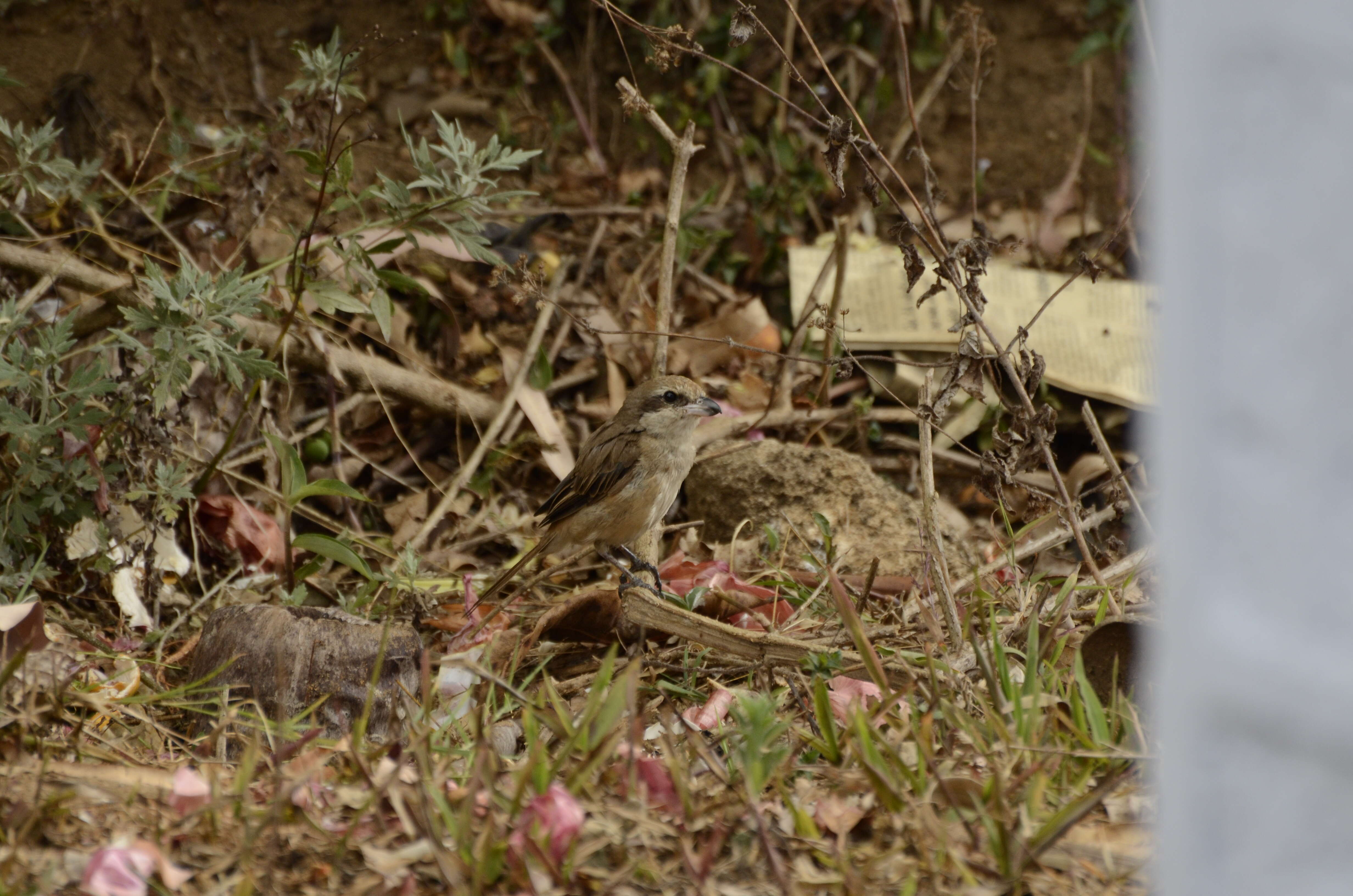 Image of Brown Shrike