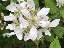 Imagem de Rubus allegheniensis Porter