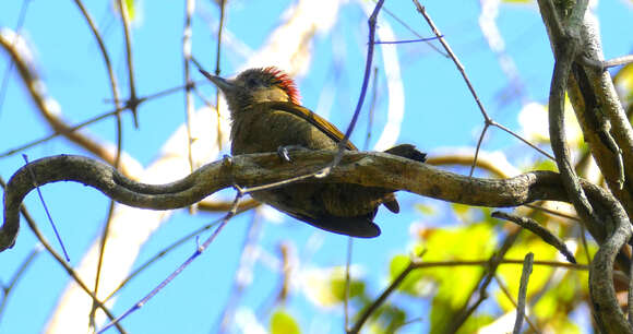 Imagem de Veniliornis passerinus (Linnaeus 1766)