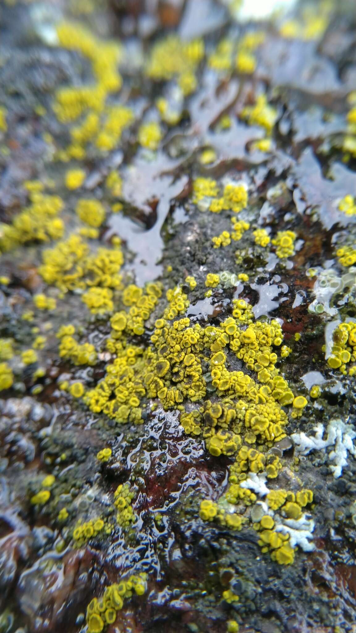 Image of eggyolk lichen