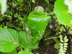 Image of Ashy Prinia