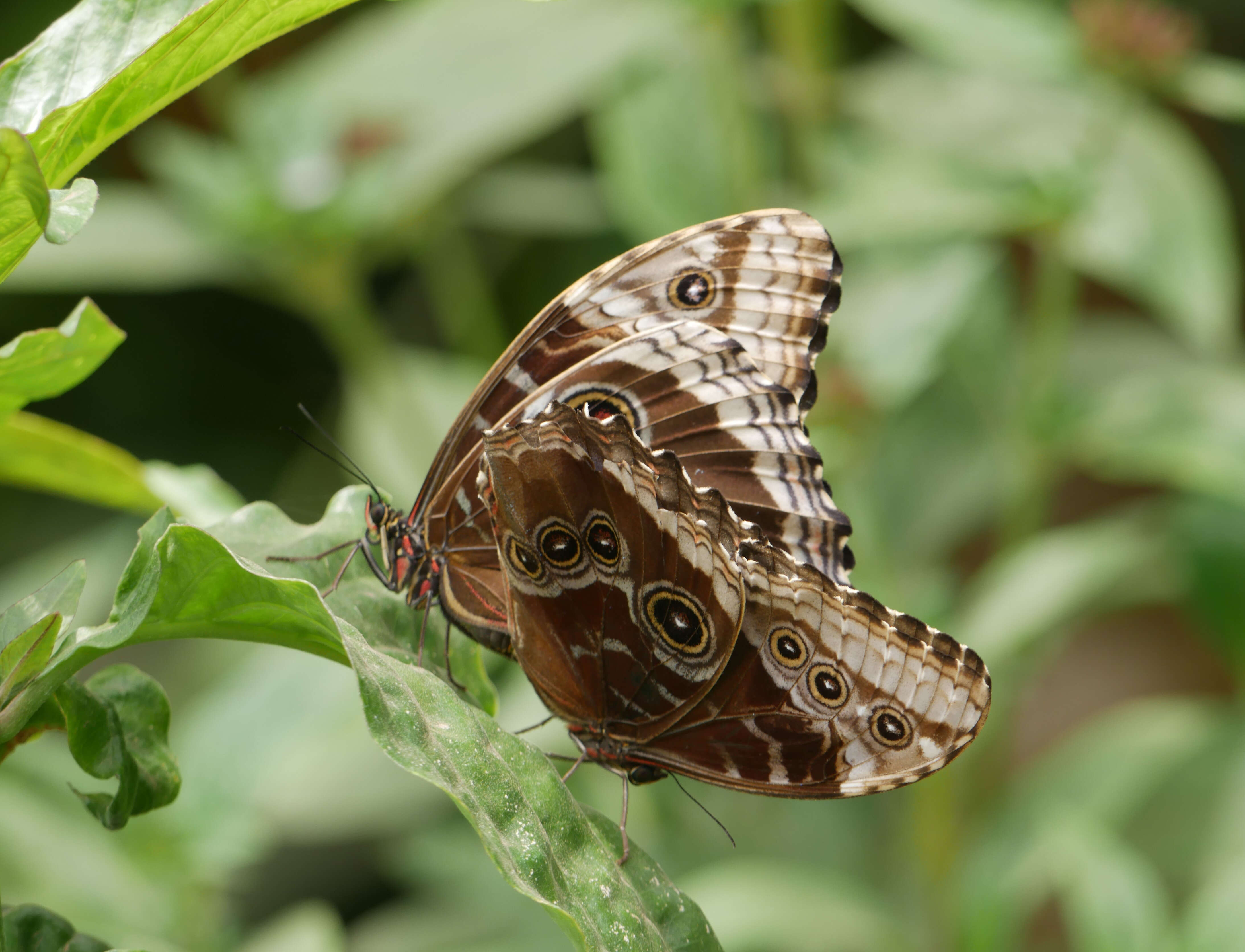 Plancia ëd Morpho peleides Kollar 1850