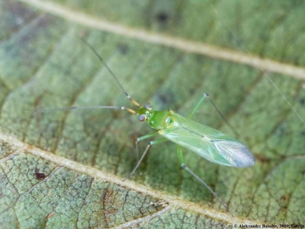 Image of Black-kneed Capsid