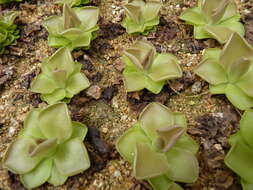 Imagem de Pinguicula esseriana B. Kirchner