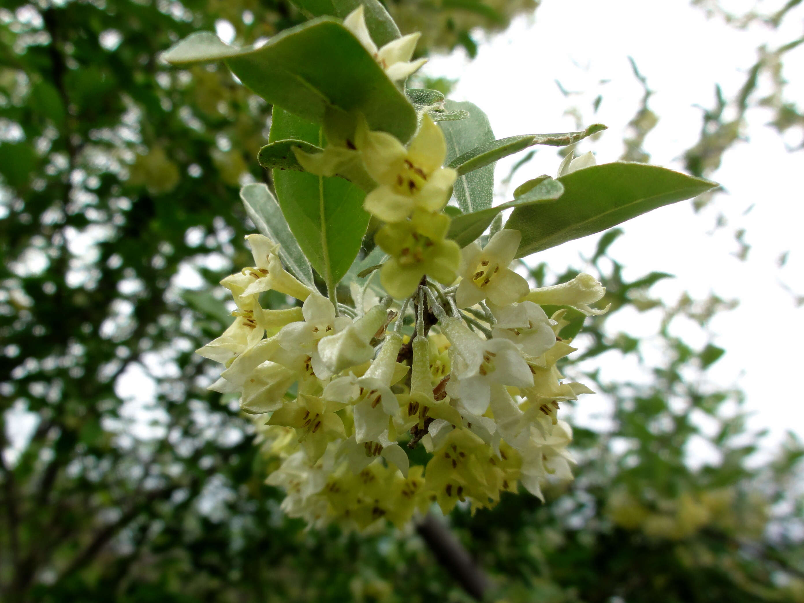 Image of autumn olive