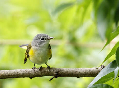 Image of American Redstart