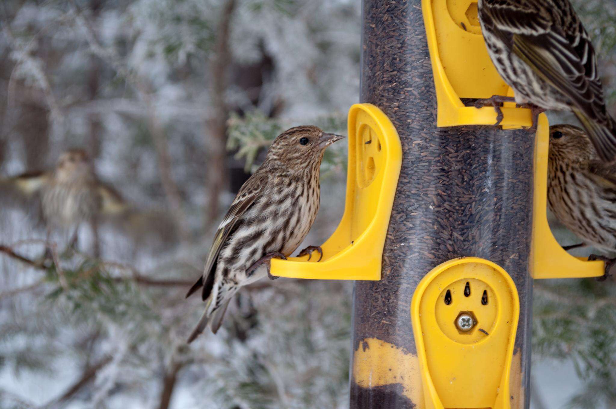 Image of Pine Siskin