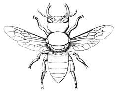 Image of Wallace's Giant Bee