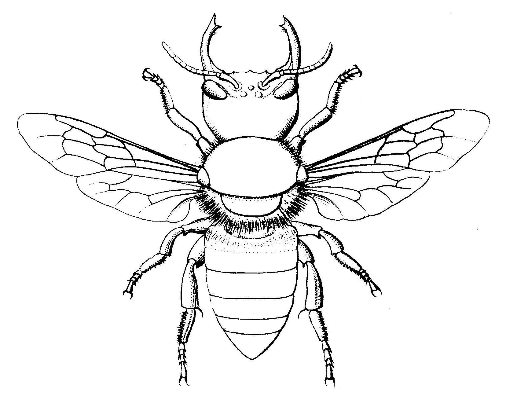 Image of Wallace's Giant Bee