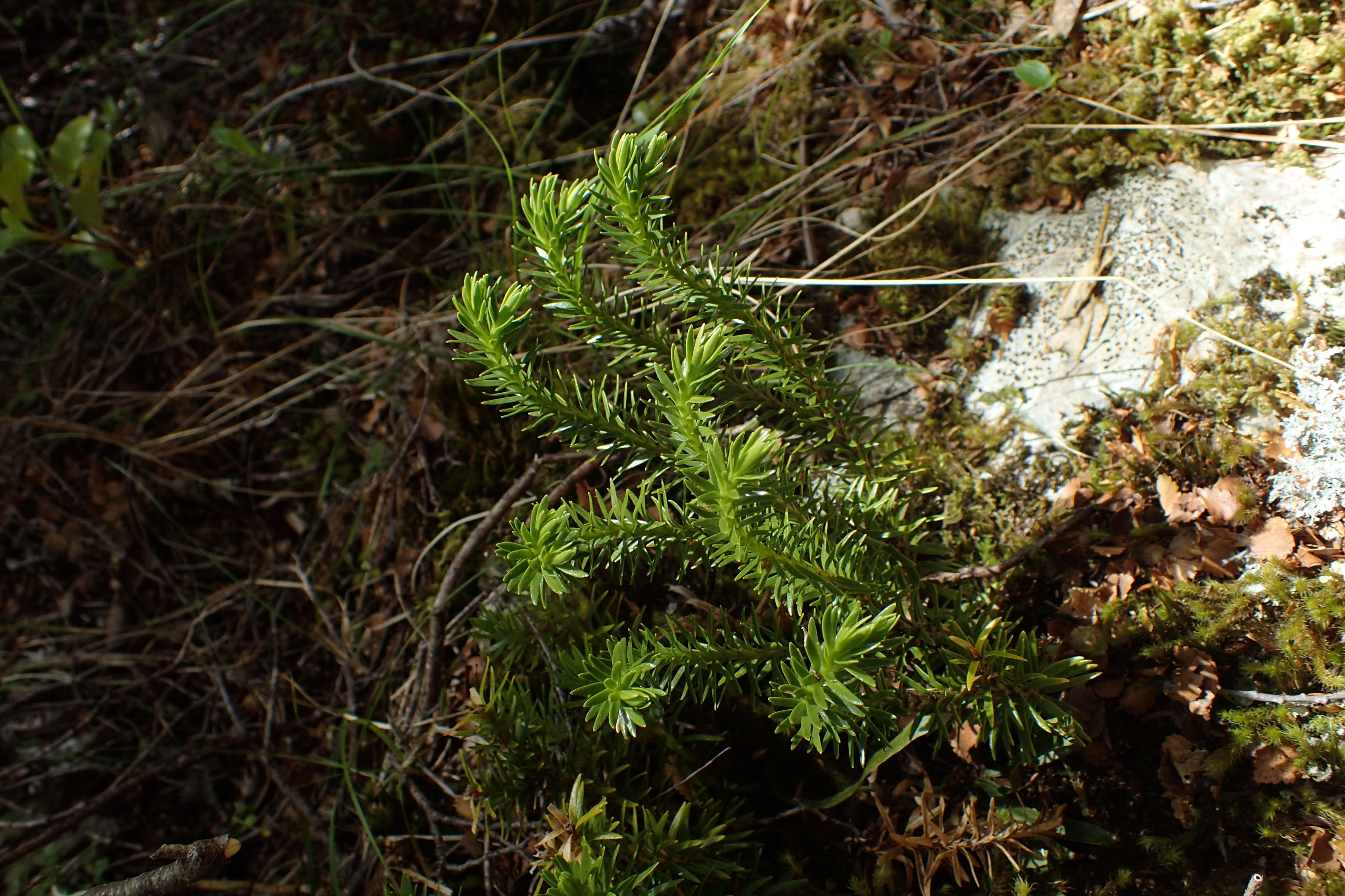 Image de Phlegmariurus varius (R. Br.) A. R. Field & Bostock