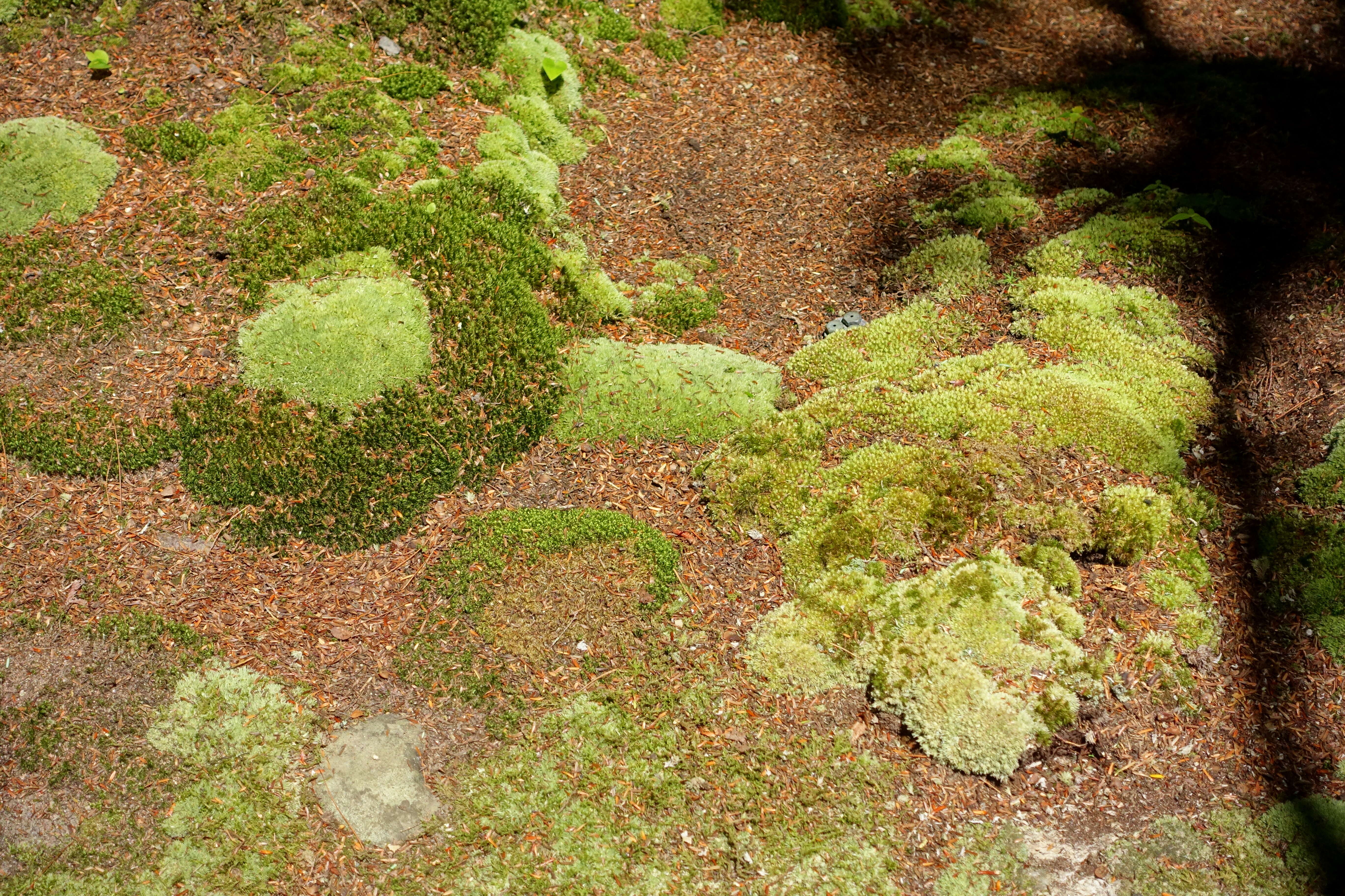 Image of leucobryum moss