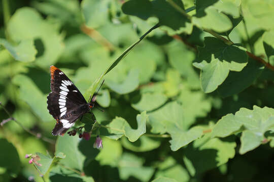 Image of Lorquin's Admiral