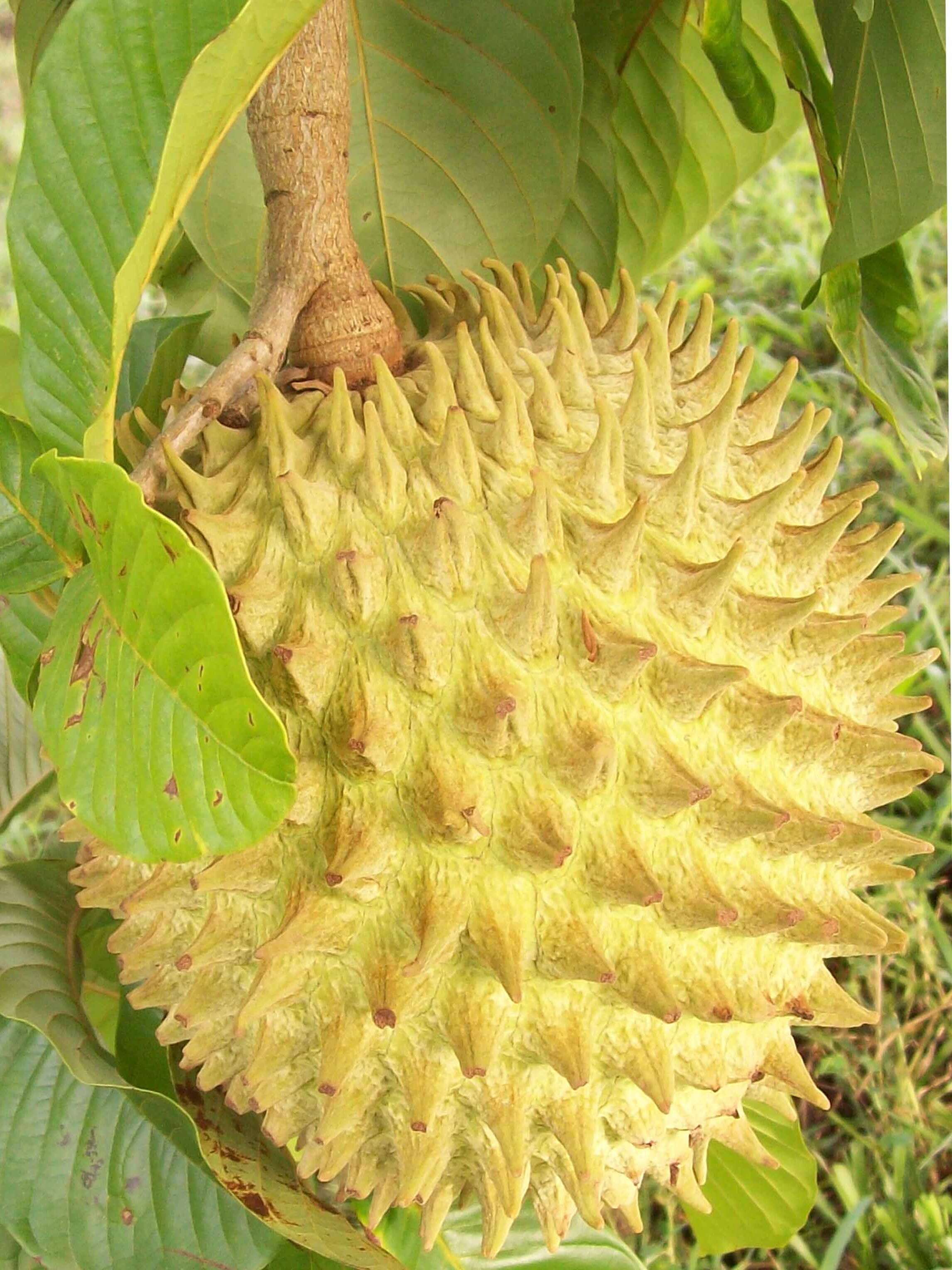 Image of annona