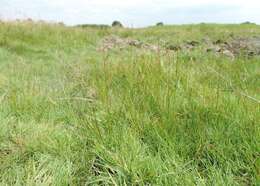 Image of Marsh Arrowgrass