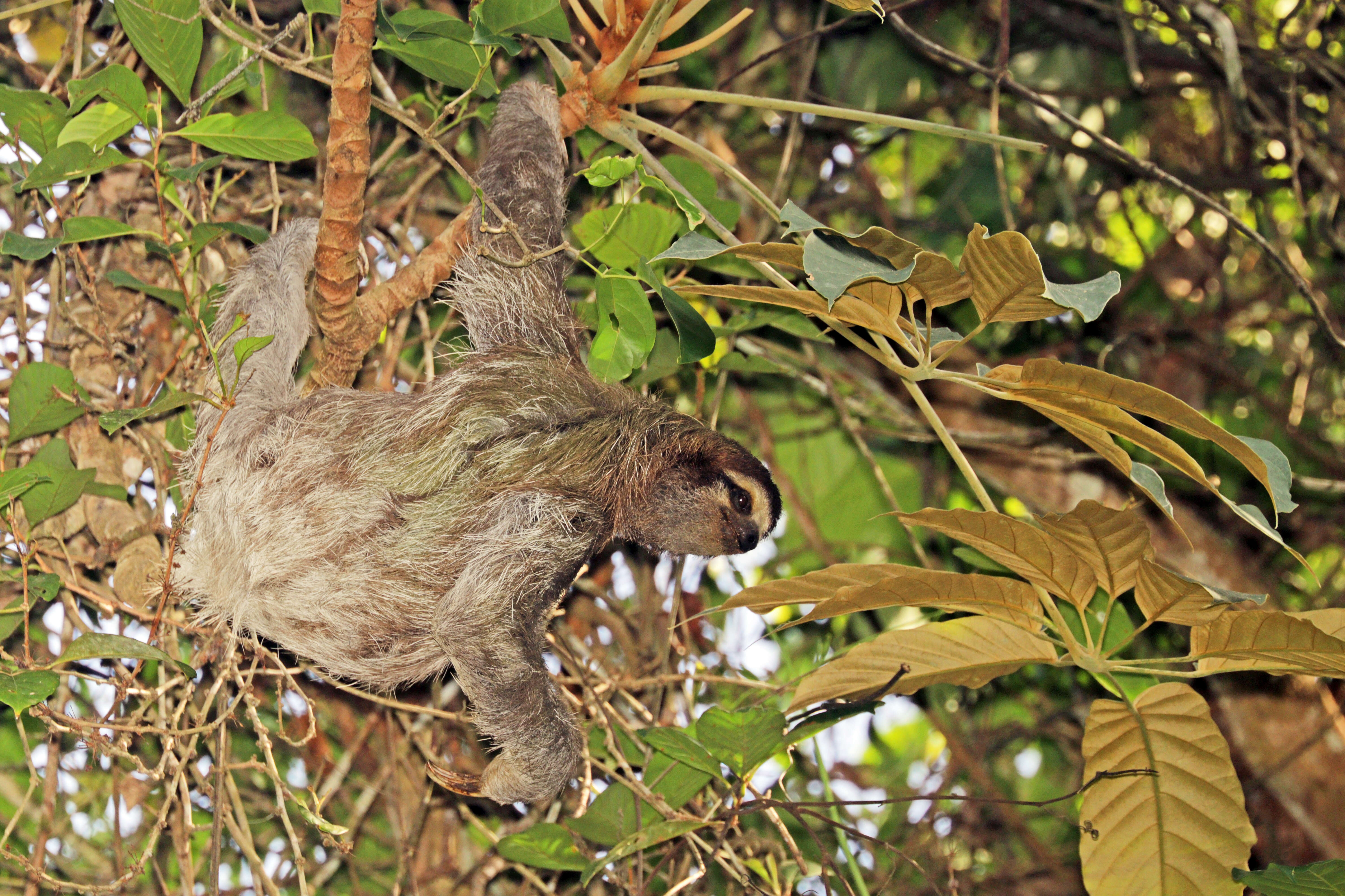 Image of Brown-throated Three-toed Sloth