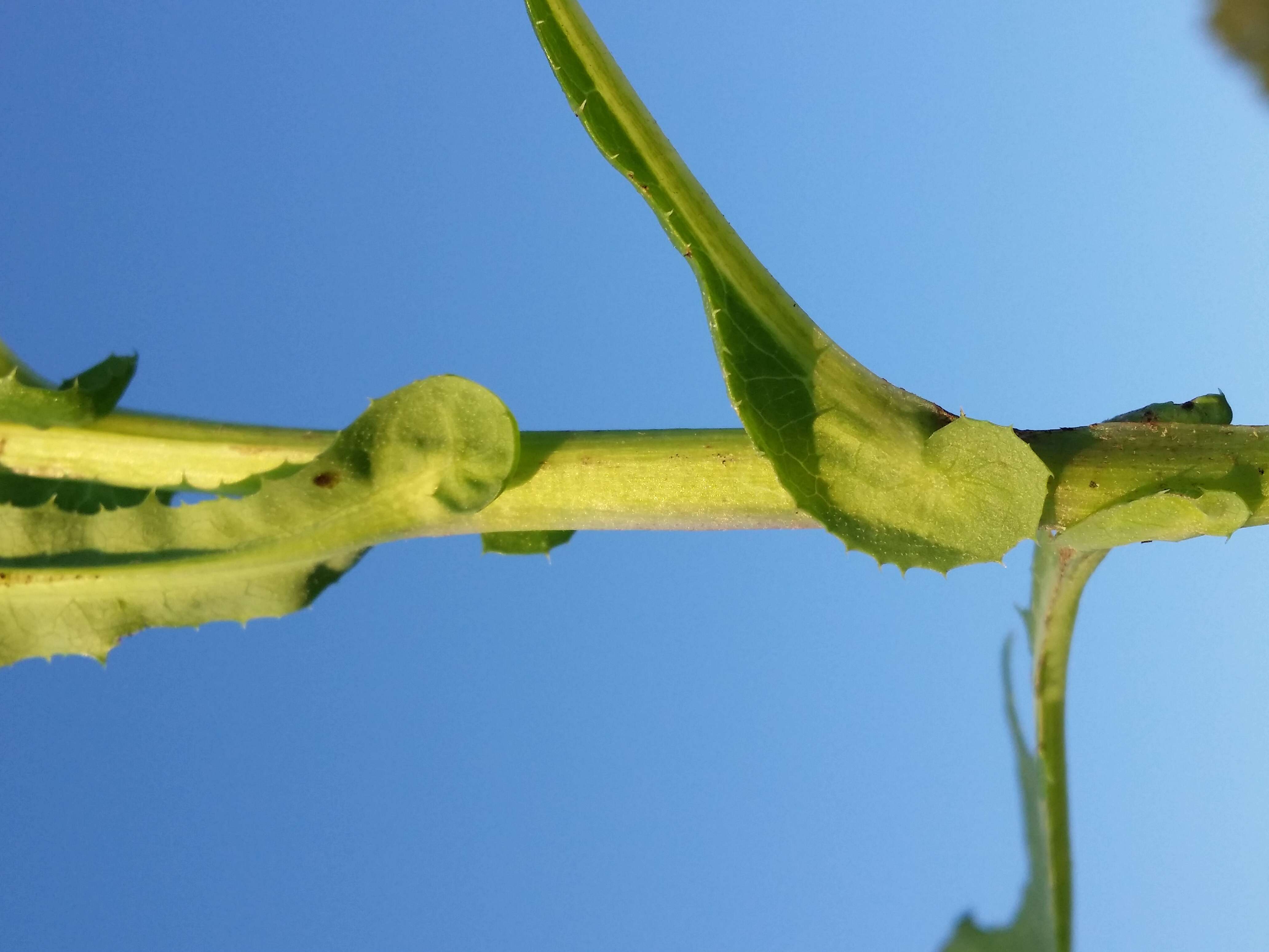 Plancia ëd Sonchus arvensis L.