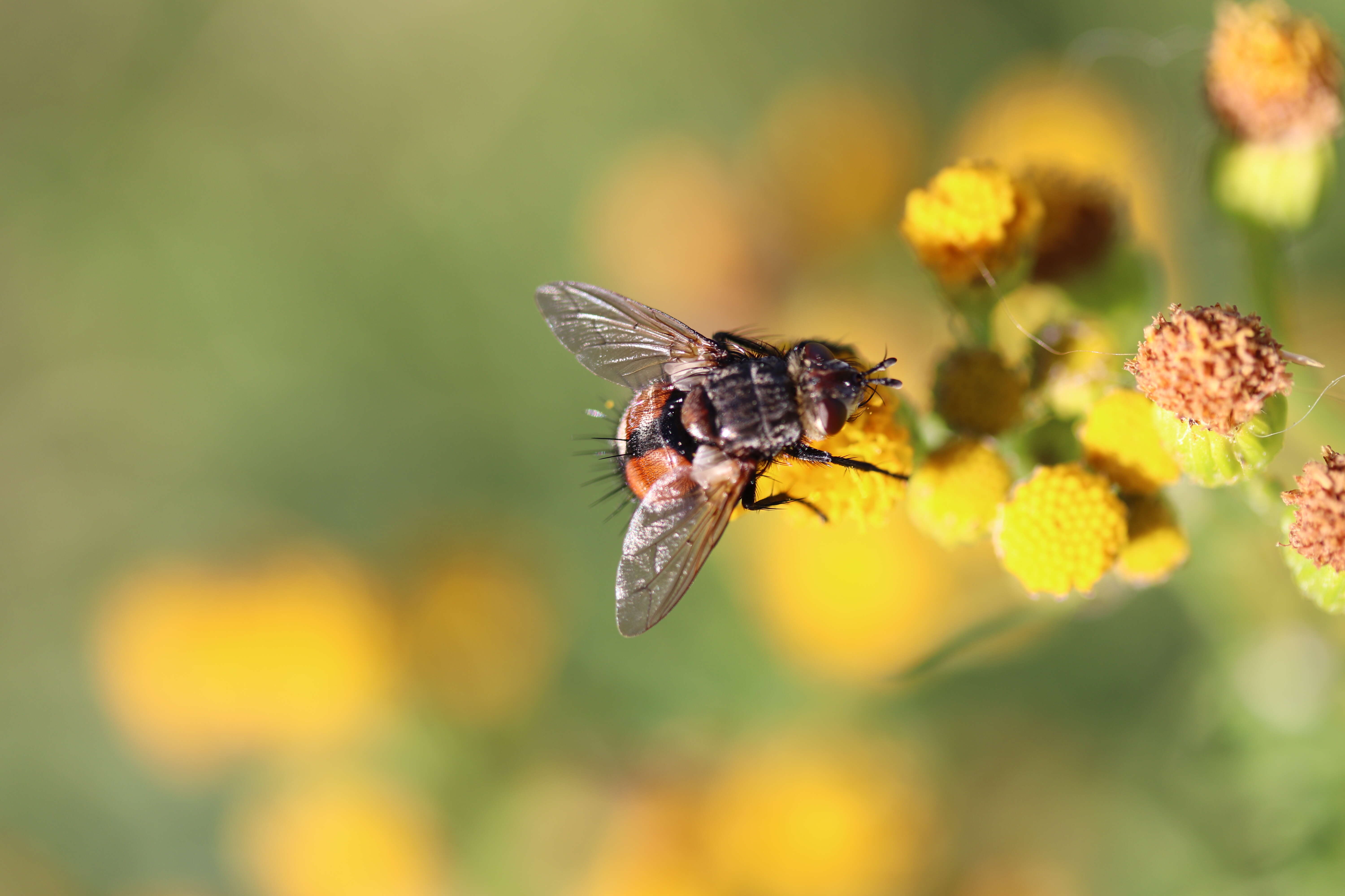 صورة Peleteria rubescens (Robineau-Desvoidy 1830)