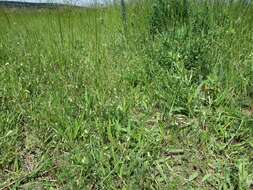 Image of smooth yellow vetch