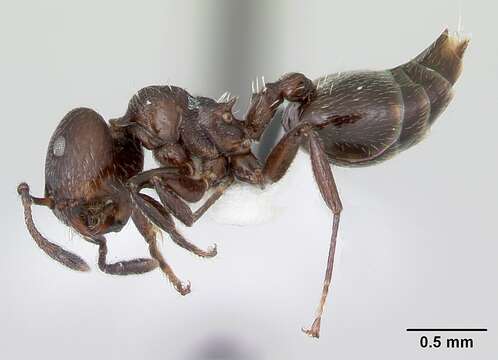 Image of Crematogaster ampla