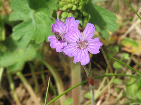 Image of hedgerow geranium