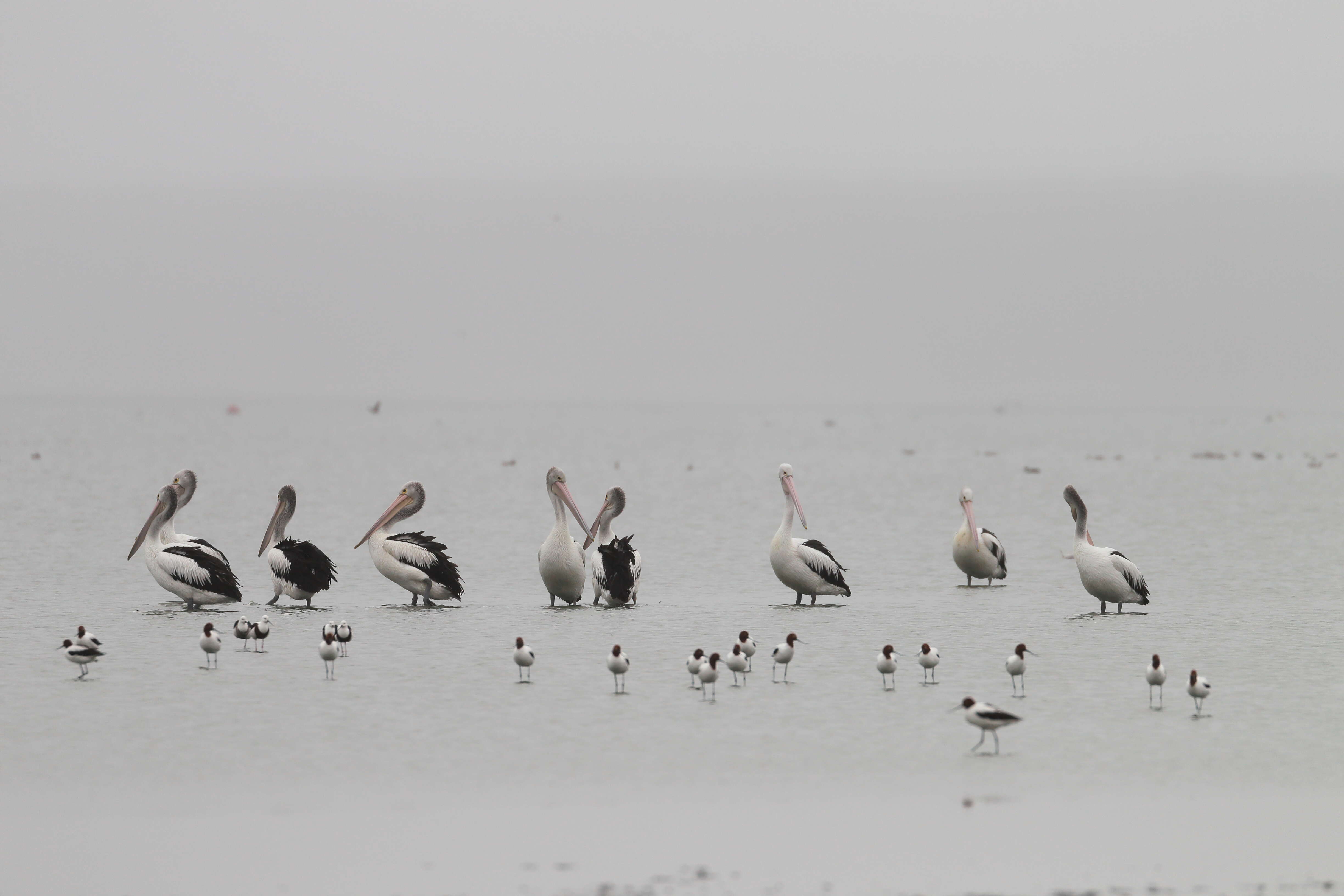 Image of Australian Red-necked Avocet