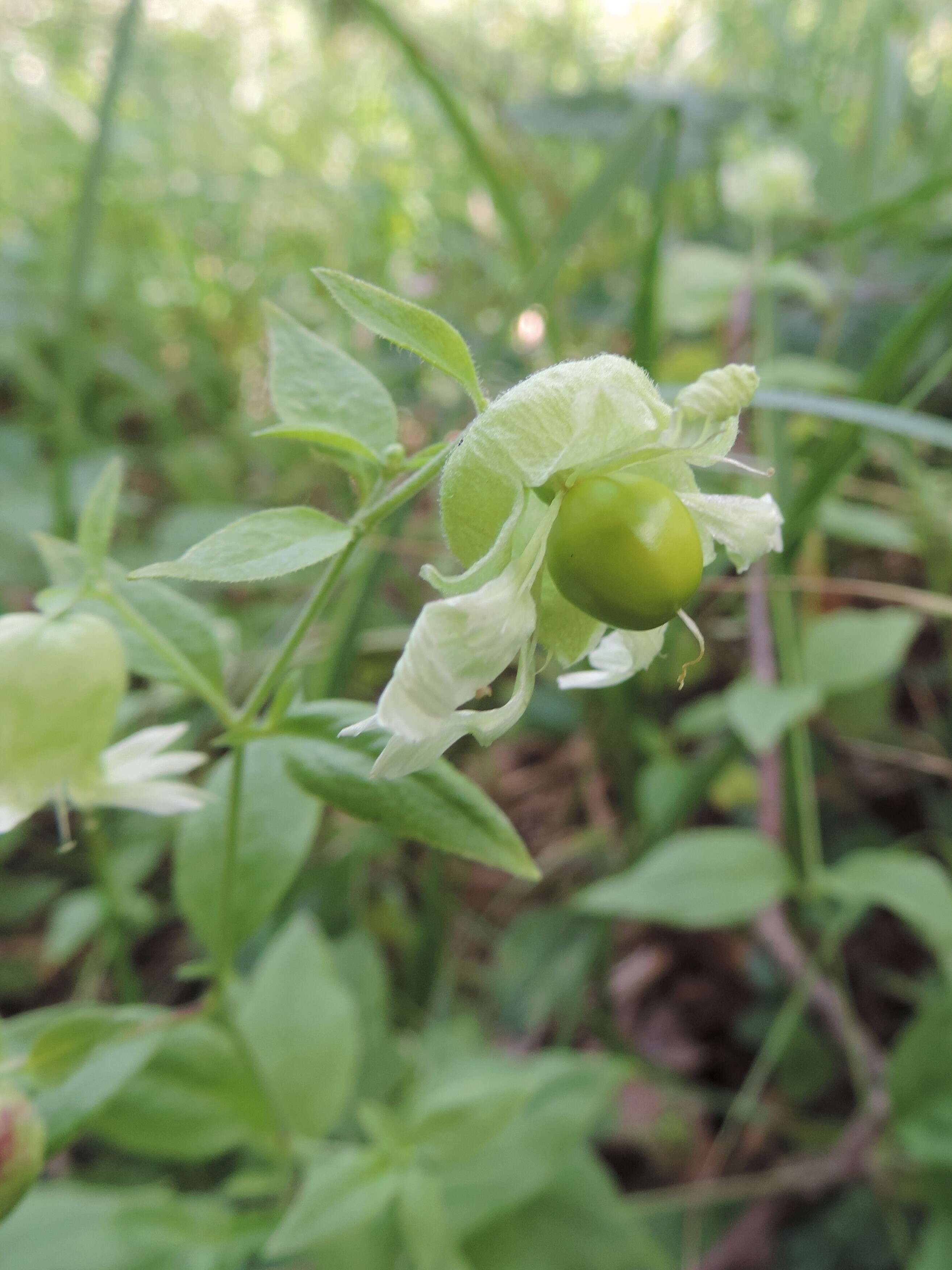 Слика од Silene baccifera (L.) Roth