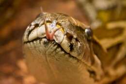 Image of African rock python