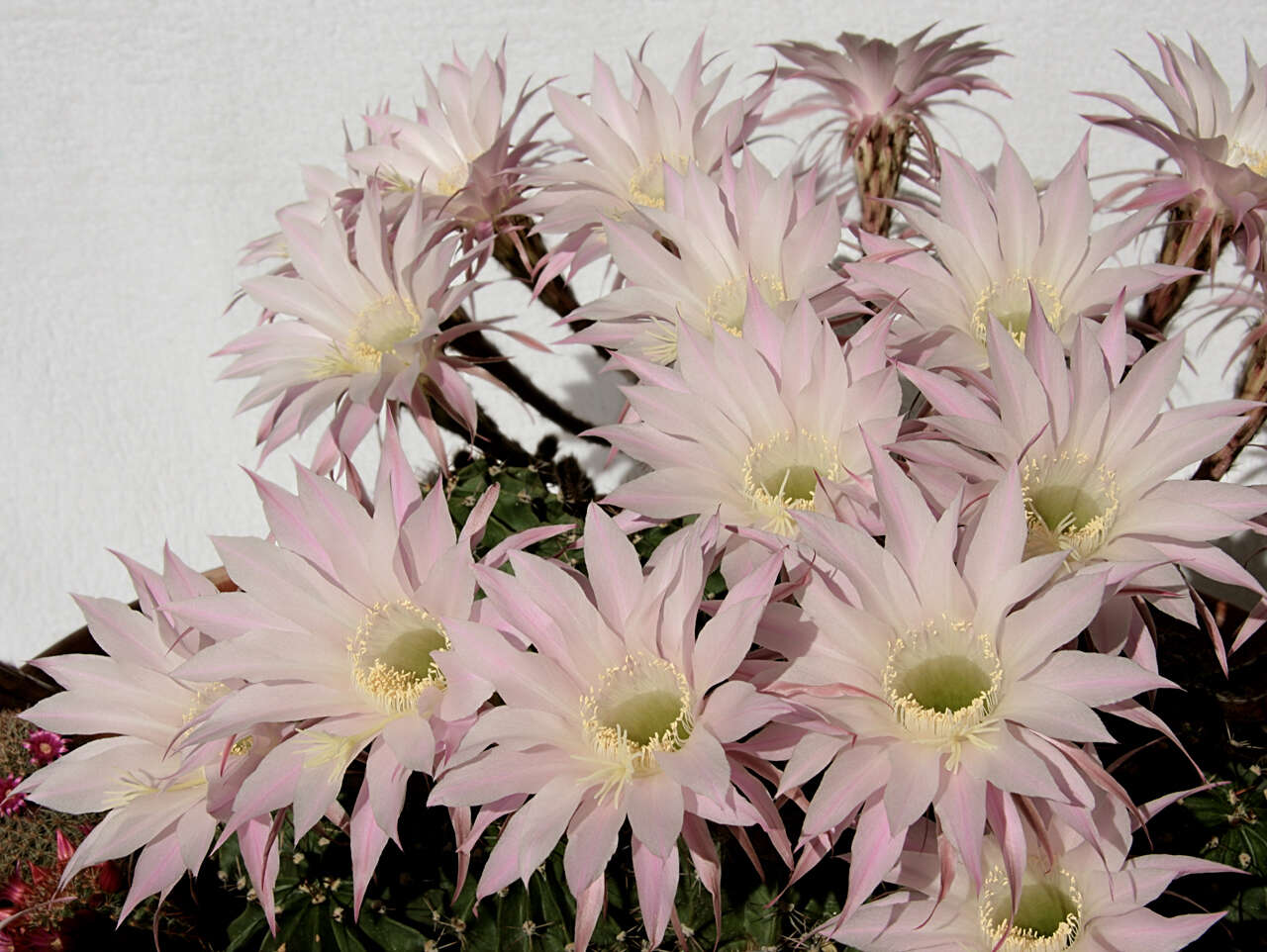 Echinopsis tubiflora resmi