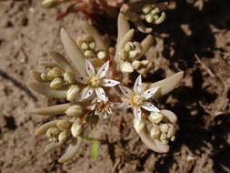 Sedum hispanicum L. resmi