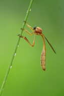 Image of robber flies