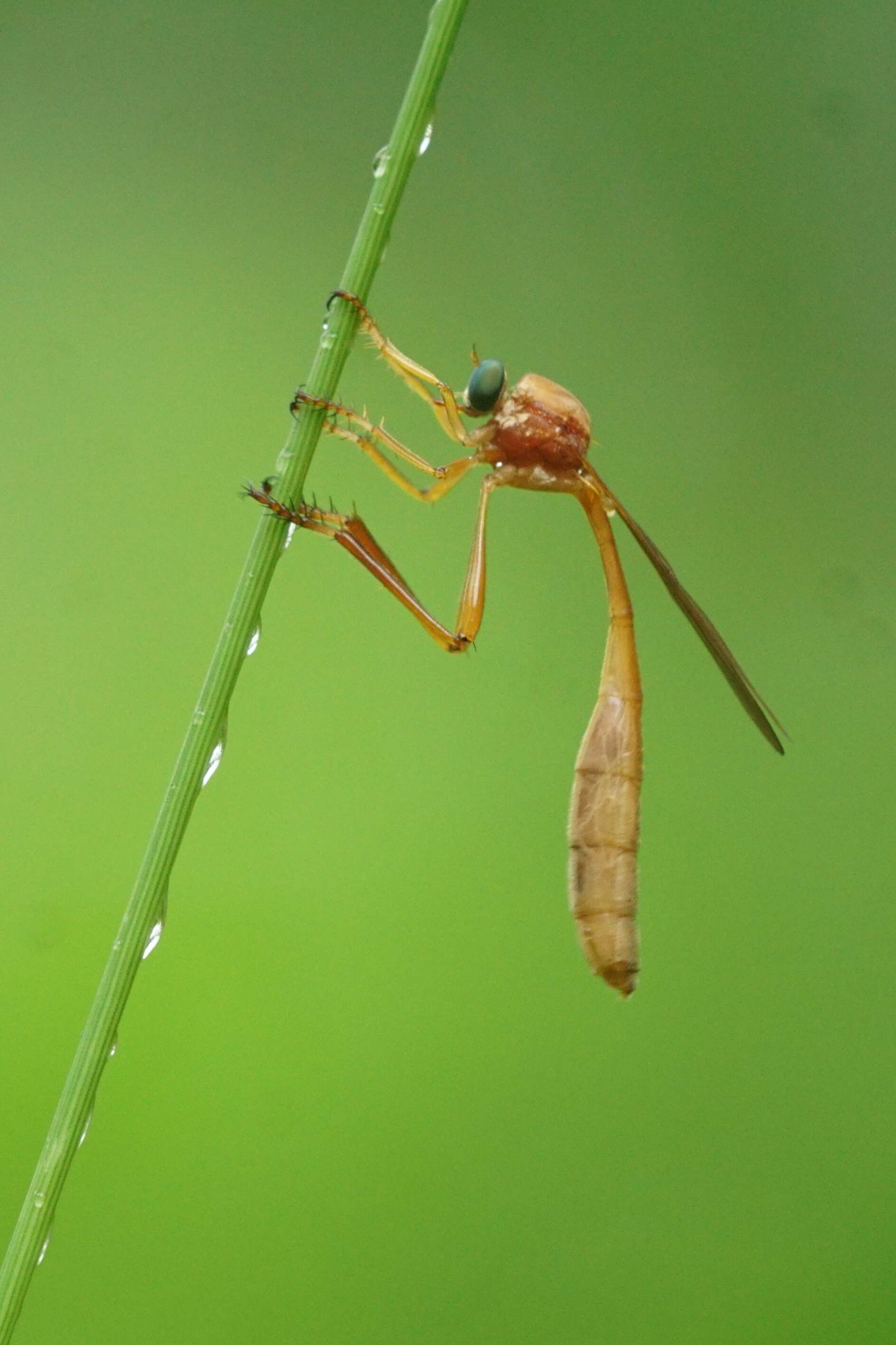 Image of robber flies