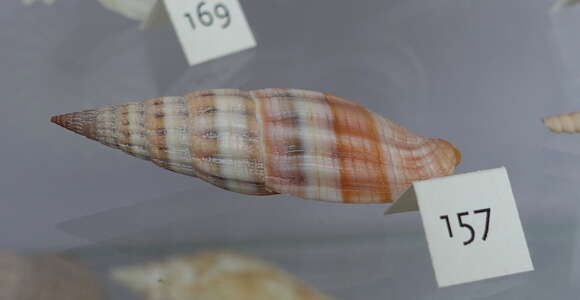 Vexillum taylorianum (G. B. Sowerby II 1874) resmi