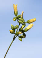 Image of Hypericum lanuginosum Lam.