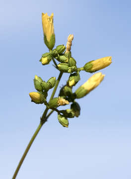 Image of Hypericum lanuginosum Lam.