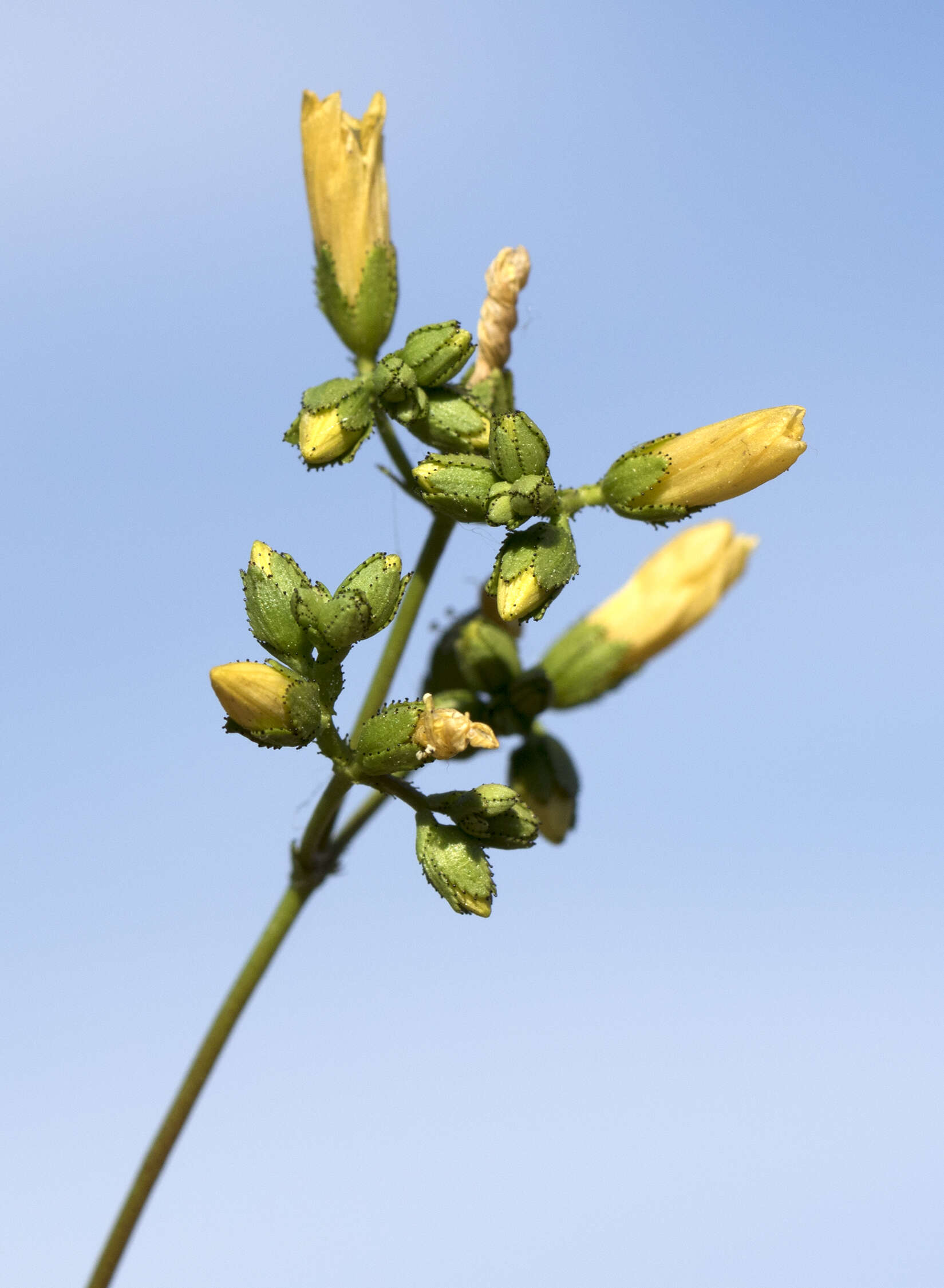 Image of Hypericum lanuginosum Lam.