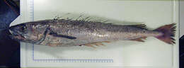 Image of Offshore Hake