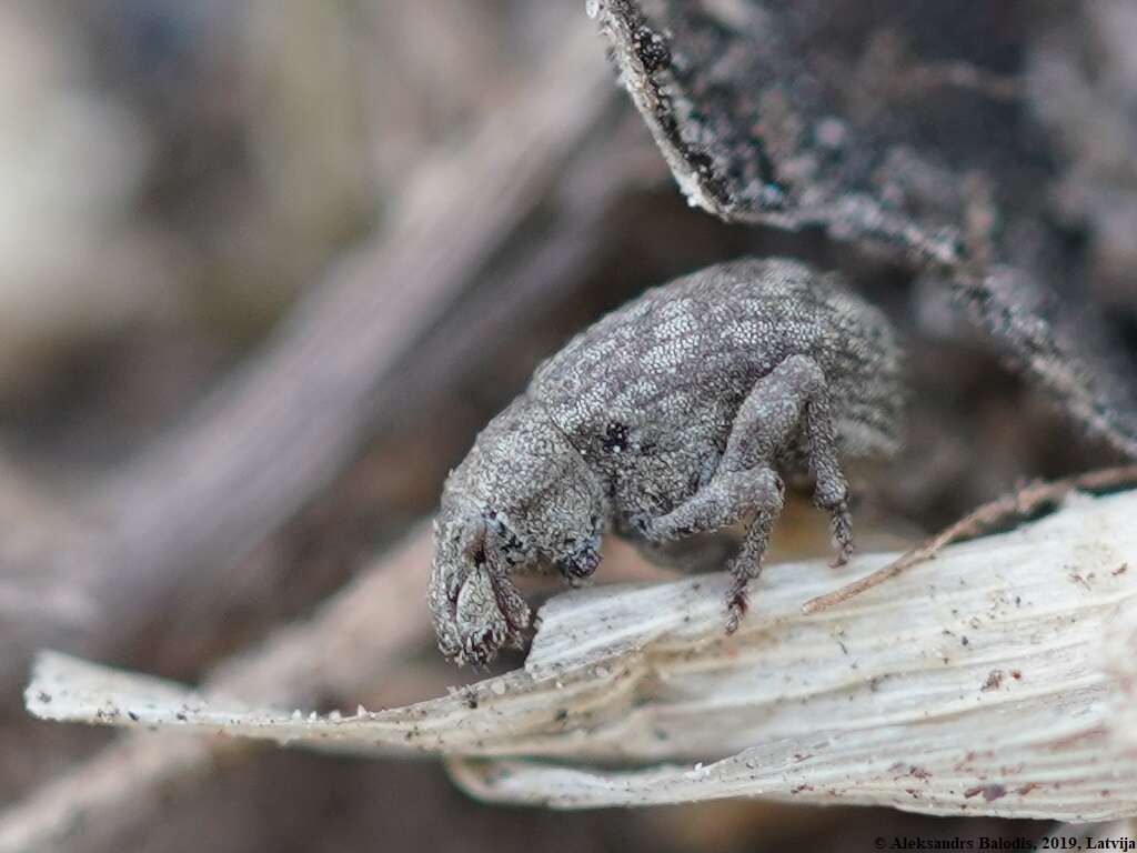 Image of Romualdius scaber (Linnaeus 1758)