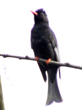 Image de Bulbul noir